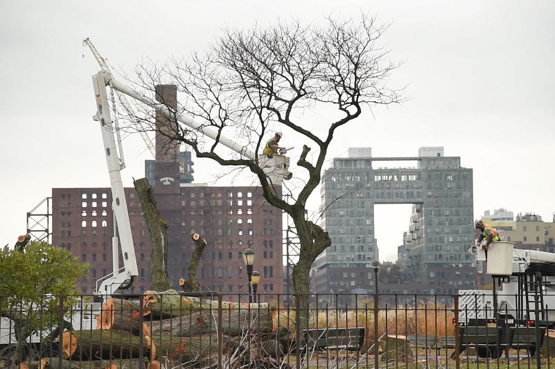 Two teams with bucket crews at work earlier in December, chainsawing the trees of East River Park. In the background is a new waterfront residential tower, located at Brooklyn’s former Domino Sugar Refinery.
